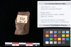 Foto (Objekt + Etikett) von Glyptostrobus europaeus Brongniart (NHMW-GEO-2024-0188-0152)